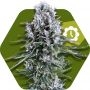 Northern Light XL Auto Feminized Marijuana Strain by Zambeza Seeds For Sale Online at Cannabis Seeds Outlet