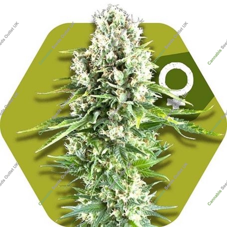 Northern Lights XL Feminized Marijuana Strain by Zambeza Seeds For Sale Online at Cannabis Seeds Outlet