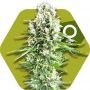 Northern Lights XL Feminized Marijuana Strain by Zambeza Seeds For Sale Online at Cannabis Seeds Outlet
