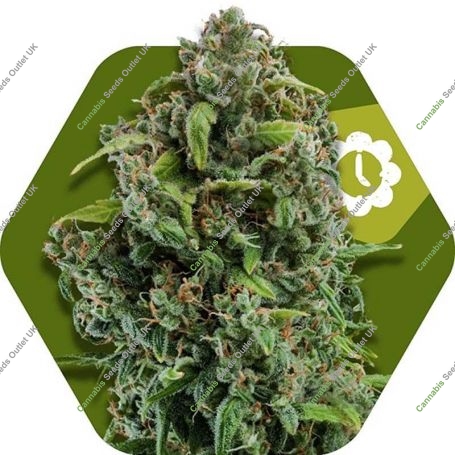 NYC Diesel Auto Feminized Marijuana Strain by Zambeza Seeds For Sale Online at Cannabis Seeds Outlet