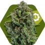 NYC Diesel Auto Feminized Marijuana Strain by Zambeza Seeds For Sale Online at Cannabis Seeds Outlet