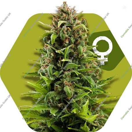 NYC Diesel Feminized Marijuana Strain by Zambeza Seeds For Sale Online at Cannabis Seeds Outlet