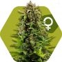 NYC Diesel Feminized Marijuana Strain by Zambeza Seeds For Sale Online at Cannabis Seeds Outlet