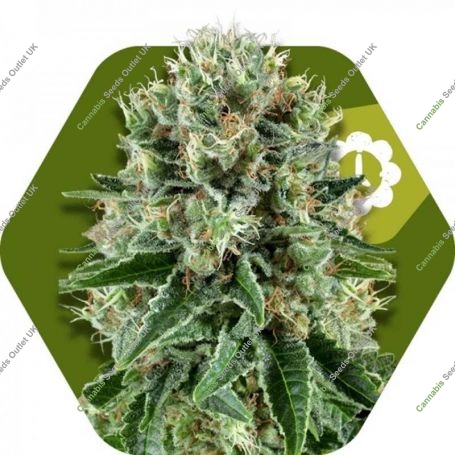 OG Bubble Gum Auto Feminized Marijuana Strain by Zambeza Seeds For Sale Online at Cannabis Seeds Outlet