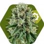 OG Bubble Gum Auto Feminized Marijuana Strain by Zambeza Seeds For Sale Online at Cannabis Seeds Outlet