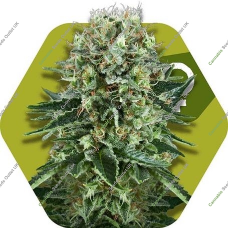 OG Bubble Gum Feminized Marijuana Strain by Zambeza Seeds For Sale Online at Cannabis Seeds Outlet