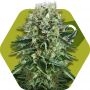 OG Bubble Gum Feminized Marijuana Strain by Zambeza Seeds For Sale Online at Cannabis Seeds Outlet