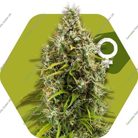 Pineapple Express Feminized Marijuana Strain by Zambeza Seeds For Sale Online at Cannabis Seeds Outlet