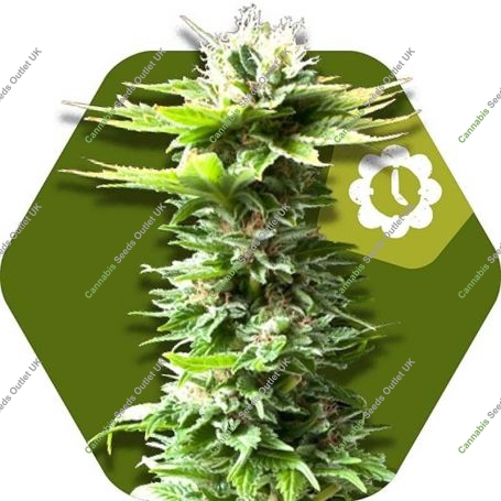 Power Kush Auto Feminized Marijuana Strain by Zambeza Seeds For Sale Online at Cannabis Seeds Outlet