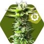 Power Kush Auto Feminized Marijuana Strain by Zambeza Seeds For Sale Online at Cannabis Seeds Outlet