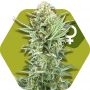 Power Kush Feminized Marijuana Strain by Zambeza Seeds For Sale Online at Cannabis Seeds Outlet