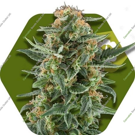 Power Plant XL Auto Feminized Marijuana Strain by Zambeza Seeds For Sale Online at Cannabis Seeds Outlet