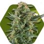 Power Plant XL Auto Feminized Marijuana Strain by Zambeza Seeds For Sale Online at Cannabis Seeds Outlet