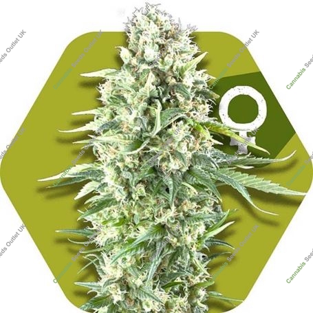 Power Plant XL Feminized Marijuana Strain by Zambeza Seeds For Sale Online at Cannabis Seeds Outlet