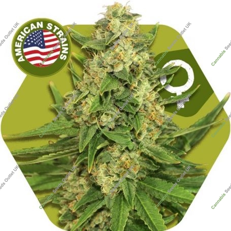 Rocket Banana Feminized Marijuana Strain by Zambeza Seeds For Sale Online at Cannabis Seeds Outlet