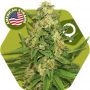 Rocket Banana Feminized Marijuana Strain by Zambeza Seeds For Sale Online at Cannabis Seeds Outlet
