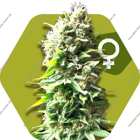 Skunk Feminized Marijuana Strain by Zambeza Seeds For Sale Online at Cannabis Seeds Outlet