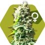 Skunk Feminized Marijuana Strain by Zambeza Seeds For Sale Online at Cannabis Seeds Outlet