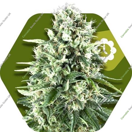 Super Silver Haze Auto Feminized Marijuana Strain by Zambeza Seeds For Sale Online at Cannabis Seeds Outlet