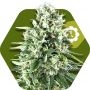 Super Silver Haze Auto Feminized Marijuana Strain by Zambeza Seeds For Sale Online at Cannabis Seeds Outlet