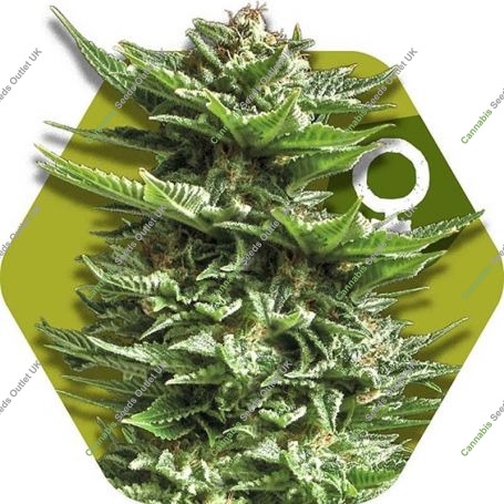 Super Silver Haze Feminized Marijuana Strain by Zambeza Seeds For Sale Online at Cannabis Seeds Outlet