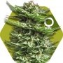 Super Silver Haze Feminized Marijuana Strain by Zambeza Seeds For Sale Online at Cannabis Seeds Outlet