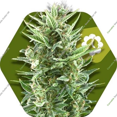 Vanilla Ice Auto Feminized Marijuana Strain by Zambeza Seeds For Sale Online at Cannabis Seeds Outlet