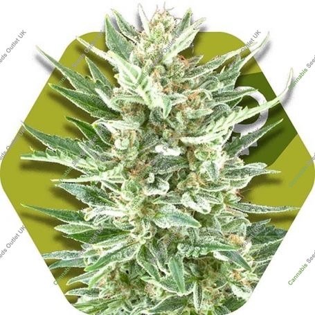 Vanilla Ice Feminized Marijuana Strain by Zambeza Seeds For Sale Online at Cannabis Seeds Outlet