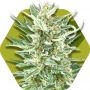Vanilla Ice Feminized Marijuana Strain by Zambeza Seeds For Sale Online at Cannabis Seeds Outlet