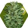 White Cheese Auto Feminized Marijuana Strain by Zambeza Seeds For Sale Online at Cannabis Seeds Outlet