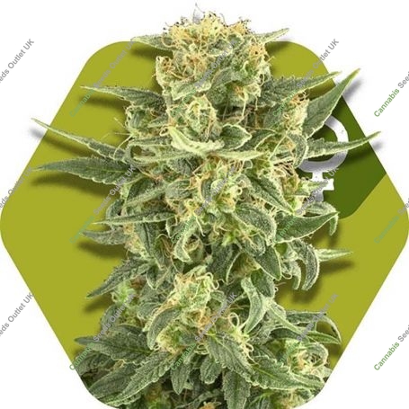 White Cheese Fast Flowering Feminized Marijuana Strain by Zambeza Seeds For Sale Online at Cannabis Seeds Outlet
