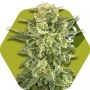 White Cheese Fast Flowering Feminized Marijuana Strain by Zambeza Seeds For Sale Online at Cannabis Seeds Outlet