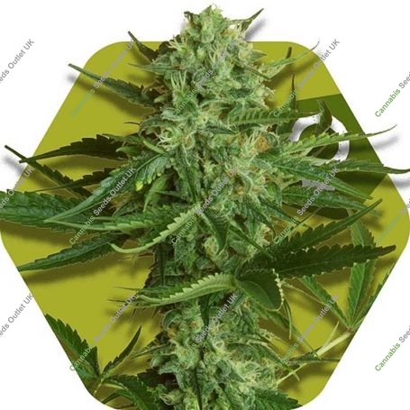 White Widow Haze Feminized Marijuana Strain by Zambeza Seeds For Sale Online at Cannabis Seeds Outlet