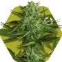 White Widow Haze Feminized Marijuana Strain by Zambeza Seeds For Sale Online at Cannabis Seeds Outlet