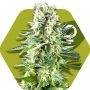 White Widow XL Feminized Marijuana Strain by Zambeza Seeds For Sale Online at Cannabis Seeds Outlet