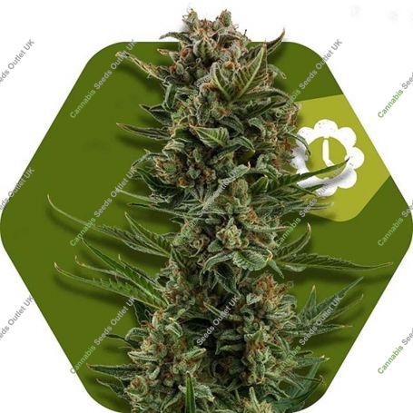 White Widow XL Auto Feminized Marijuana Strain by Zambeza Seeds For Sale Online at Cannabis Seeds Outlet