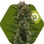 White Widow XL Auto Feminized Marijuana Strain by Zambeza Seeds For Sale Online at Cannabis Seeds Outlet