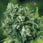 A-Train Female Feminized Anesia Cannabis Seeds
