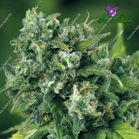 A-Train Feminized Marijuana Strain by Anesia Seeds For Sale Online at Cannabis Seeds Outlet