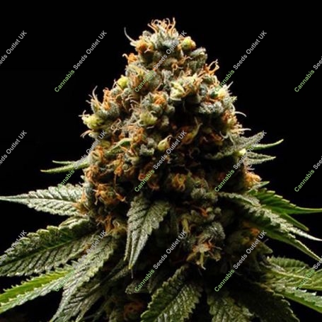 Afghanica Feminized Marijuana Strain by Anesia Seeds For Sale Online at Cannabis Seeds Outlet