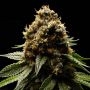 Afghanica Feminized Marijuana Strain by Anesia Seeds For Sale Online at Cannabis Seeds Outlet