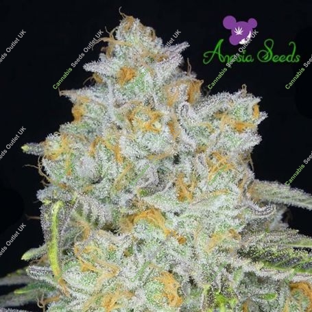 Amnesia Flash Auto Feminized Marijuana Strain by Anesia Seeds For Sale Online at Cannabis Seeds Outlet