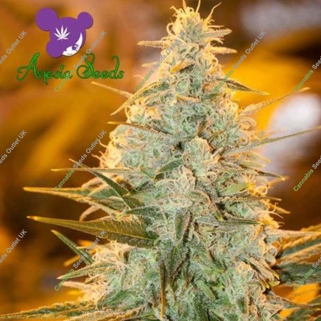 Amnesia Flash Feminized Marijuana Strain by Anesia Seeds For Sale Online at Cannabis Seeds Outlet