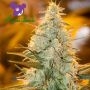 Amnesia Flash Feminized Marijuana Strain by Anesia Seeds For Sale Online at Cannabis Seeds Outlet