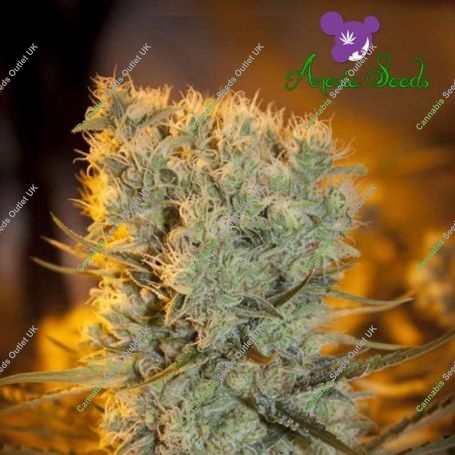 Banana Kush Auto Feminized Marijuana Strain by Anesia Seeds For Sale Online at Cannabis Seeds Outlet