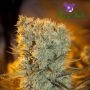 Banana Kush Auto Feminized Marijuana Strain by Anesia Seeds For Sale Online at Cannabis Seeds Outlet