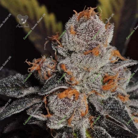Anesia Scout Cookies Feminized Marijuana Strain by Anesia Seeds For Sale Online at Cannabis Seeds Outlet