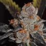 Anesia Scout Cookies Feminized Marijuana Strain by Anesia Seeds For Sale Online at Cannabis Seeds Outlet