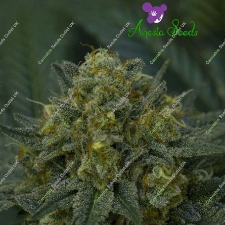 Blackberry Moonrocks Auto Feminized Marijuana Strain by Anesia Seeds For Sale Online at Cannabis Seeds Outlet