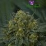 Blackberry Moonrocks Auto Feminized Marijuana Strain by Anesia Seeds For Sale Online at Cannabis Seeds Outlet